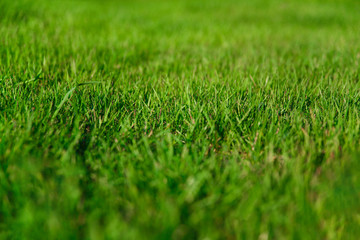 Natural background. Fresh green grass on the lawn
