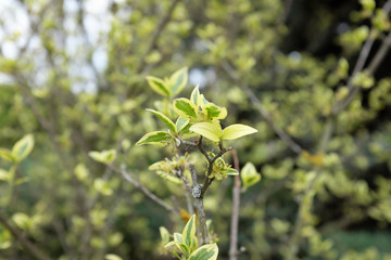 Obraz premium Cornus mas (Elegantisima), 2020