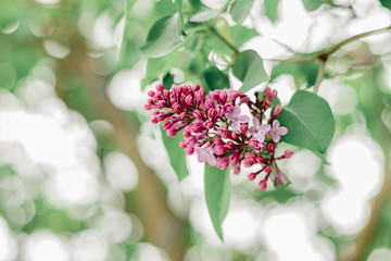 Lilac in Local City Park