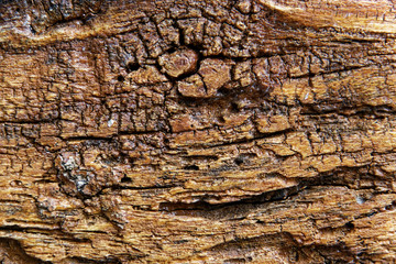 tree bark texture