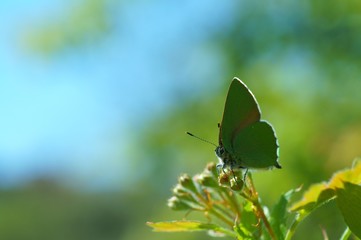 butterfly on a green grass