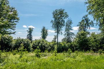 Wiederaufforstung im Mischwald