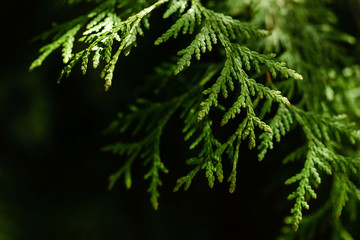 Thuja. Leaf of a tree close-up on a contrasting dark background. Texture and structure. Copy space. Ecological and care of nature concept. Selective focus. Perspective of leaves.