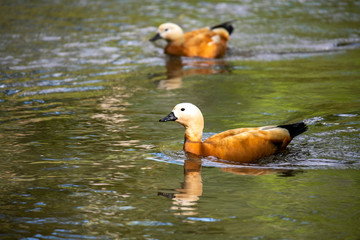 brown ducks on the river in the wild
