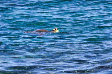 Large green sea turtle swimming at the msurface with head out of water.