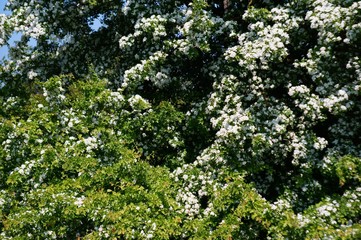 Fototapeta na wymiar Blooming tree in spring.