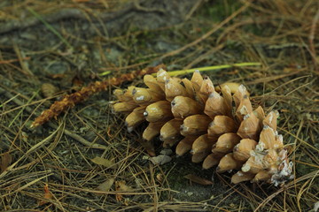 Pinecone on the Ground in the Woods