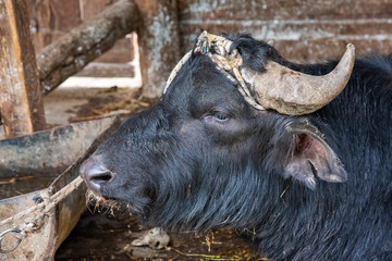 A view of a black bull with large horns