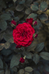 Obraz premium Rosa roja