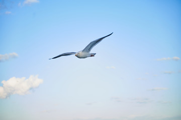Fototapeta na wymiar WhiteSeagull Bottom View_In Flight