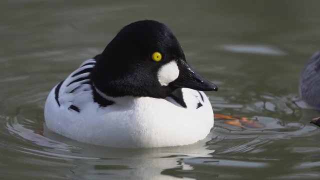 Zoom In View Of Male Goldeneye Duck (Bucephala) In Lake with female in courtship phase.