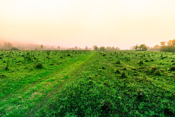 Scenic view at beautiful misty spring morning in a green shiny field with green grass and picturesque fog , trees and country road, leading far away, spring valley landscape