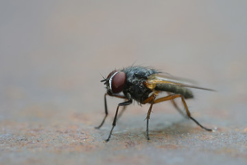 Nahansicht einer Fleichfliege