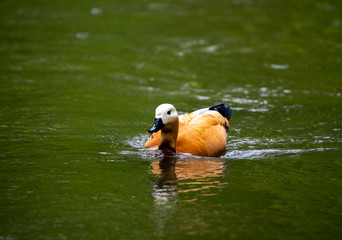 brown ducks on the river in the wild