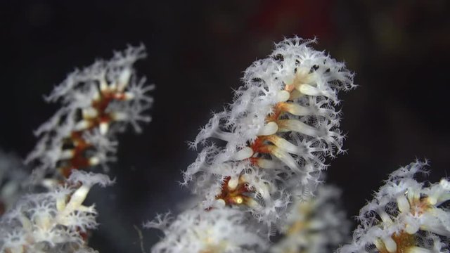 Macro shot of the polyps on a snowflake coral colony, Carijoa riisei.  The soft coral sways with the movement of the clear tropical ocean.