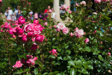 Obraz premium Rose roses garden