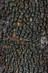 Tree bark