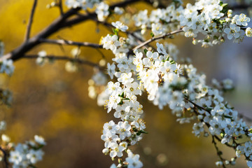 Nature in spring. Ecological problems. 