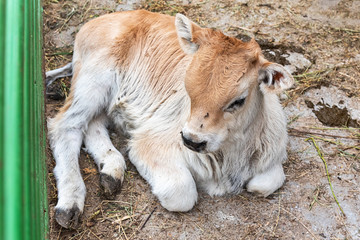 Baby cow calf at stall at farm countryside