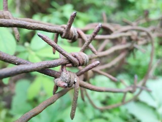 Rusty barbed wire near the forest, photographed close-up. Concept for migration, old prison or freedom, wars.