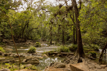 Trees in stream shore