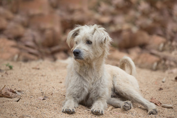 Dog lying on the sand