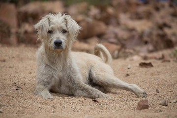 Dog lying on the sand