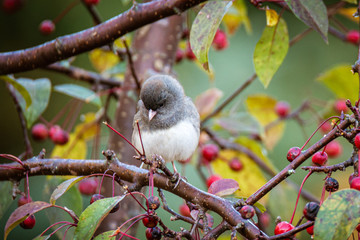 one small chickadee on a tree.  Berries on tree