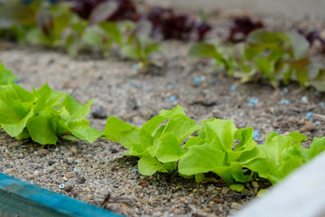 young green salad in cold frame or raised bed