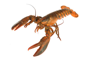 live lobster isolated on white background