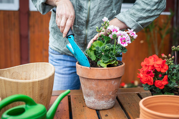 Woman planting geranium flowers into terracotta flowerpot
