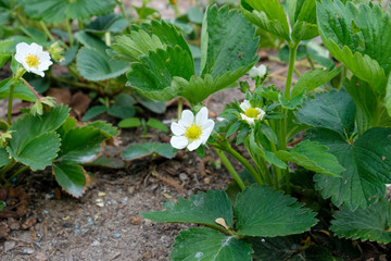 Close-up of a flowering strawberry plant