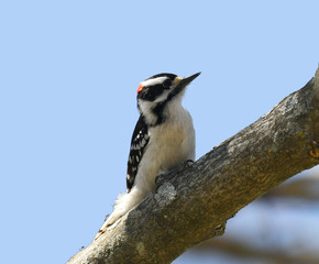 downy woodpecker searching pest on the tree trunk