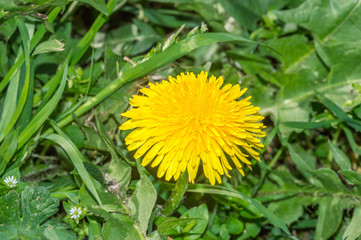 Close-up Macro of Yellow flower of Spiny Sow Thistle.