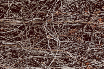 Large number of dry branches of wild grapes on the wall. Pattern autumn concept. Spiderweb of branches. Waiting for summer. Ecological problem concept. 