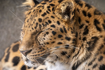 Fototapeta na wymiar sleeping leopard close up view. Eyes closed on wildlife animal. 