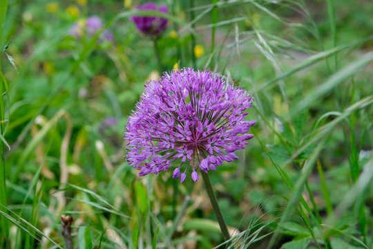 large purple garlic or allium