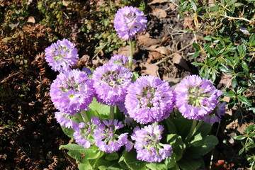 Blue and yellow "Drumstick Primrose" flowers in St. Gallen, Switzerland. Its scientific name is Primula Denticulata, native from Afghanistan to south eastern Tibet, Burma and China.