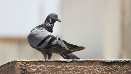 pigeon looking back 
