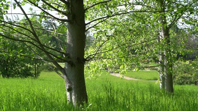 Leaves on a tree and long grass blades moving gently in a light spring breeze in a park landscape