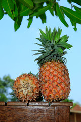 Fresh tasty sweet ripe pineapple fruits isolated on light blue sky background