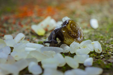 snails eating rice grains 