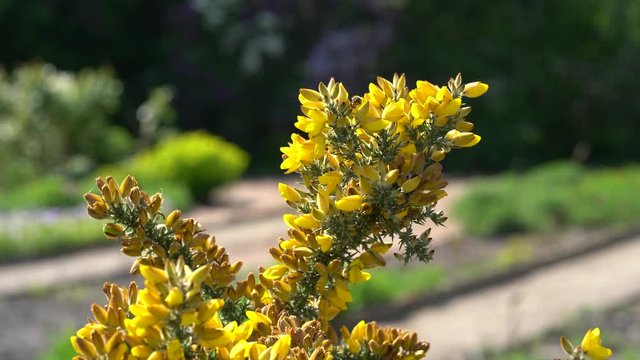 A bee colleting pollen on a beautiful yellow blooming gorse (ulex europaeus) branch in spring 