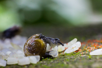 snails eating rice grains 