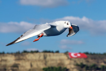 Seagull flapping wings gliding in Çanakkale Martyrdom