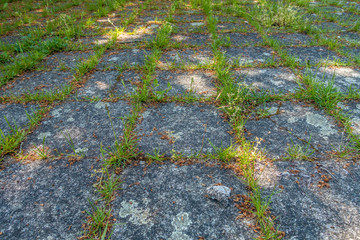 Unkraut zwischen Bodenplatten