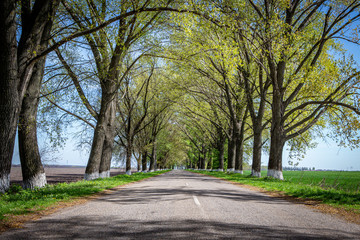 Fototapeta na wymiar Spring road between trees