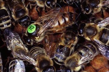 Queen bee, Bee, Queen, Thuringia, Germany, Europe