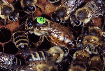 Queen bee, Bee, Queen, Thuringia, Germany, Europe