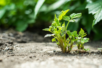 A sprout of a raspberry bush makes its way through the asphalt. The concept of willpower, the desire for life through barriers. On the green defocused backdrop is copy space.